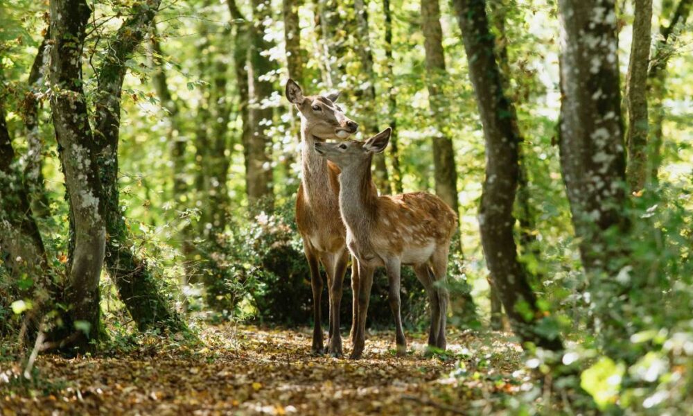 bambi a2 1