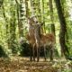 bambi a2 1