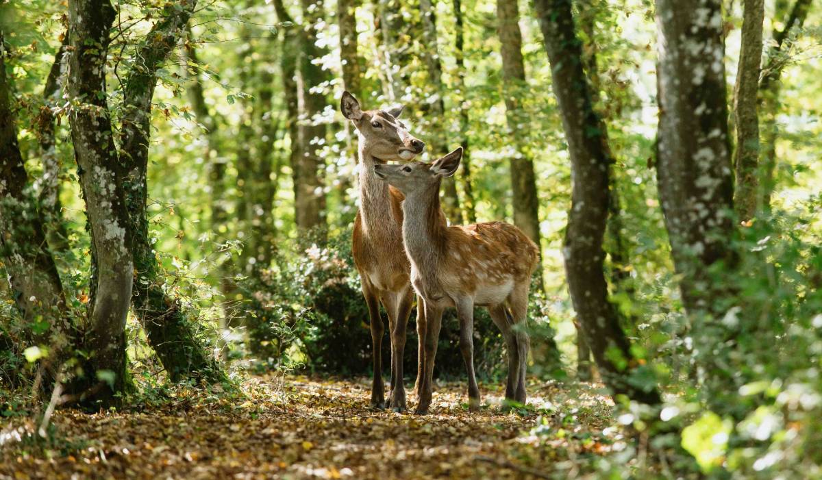 Onde assistir Bambi - Uma Aventura na Floresta 17 bambi a2 1
