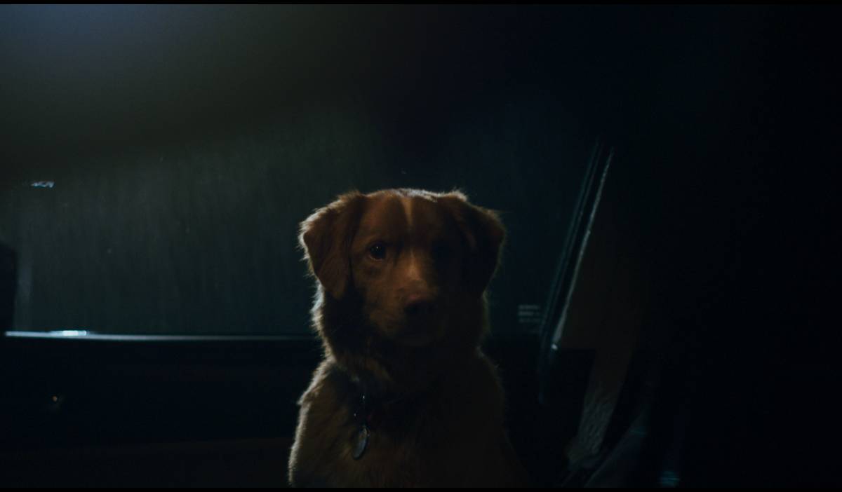 Trailer de Bom Menino: Terror sob o ponto de vista de um cachorro 15 bom garoto topo