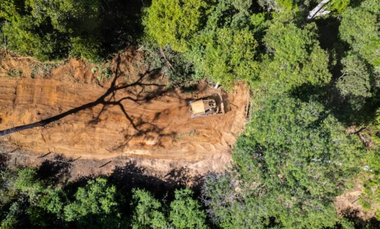 Inscrições para a 15ª Mostra Ecofalante de Cinema já estão abertas 18 Inscrições para a 15ª Mostra Ecofalante de Cinema