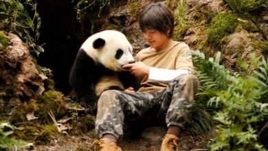 o menino e o panda topo