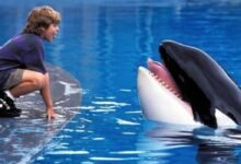 free willy topo