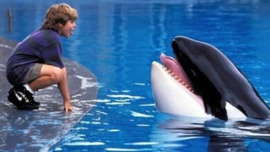 free willy topo
