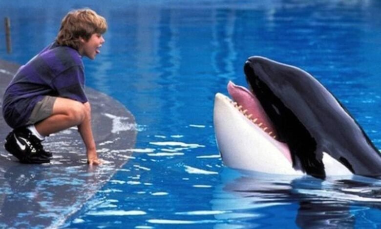 free willy topo