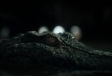 Novidades sobre Predadores Assassinos 2